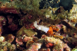 Sepia latimanus