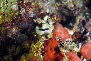 Pseudoceros sp.