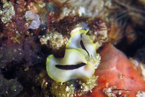 Pseudoceros sp.