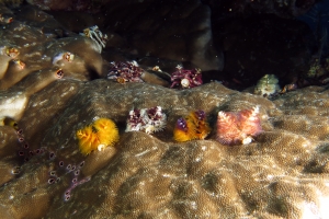 Spirobranchus giganteus