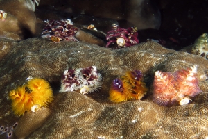 Spirobranchus giganteus