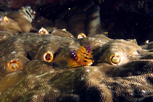 Spirobranchus giganteus