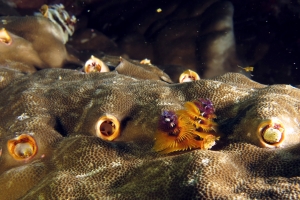 Spirobranchus giganteus