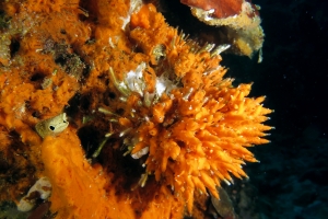 Eponge