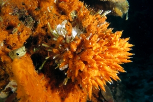 Eponge