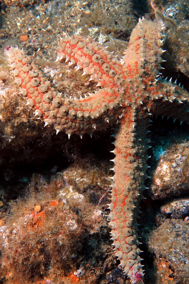 Coscinasterias tenuispina