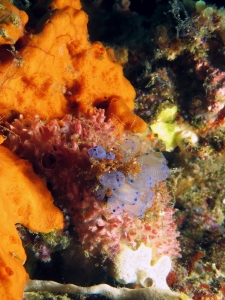 Clavelina moluccensis, Eponge du genre Pericharax