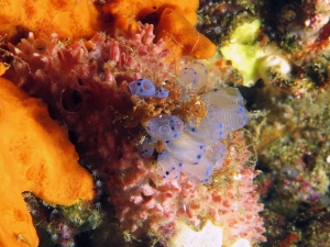 Clavelina moluccensis, Eponge du genre Pericharax
