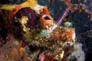 Polycarpa pigmentata, Nephteis fascicularis