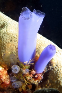 Rhopalaea sp., Clavelina moluccensis