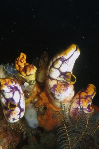 Polycarpa aurata, Ascidie du genre Phallusia, Clavelina robusta, Loxosomella