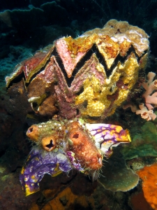 Hyotissa hyotis, Polycarpa aurata, Polycarpa cf. Polycarpa pigmentata