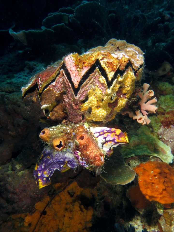 Hyotissa hyotis, Polycarpa aurata, Polycarpa cf. Polycarpa pigmentata