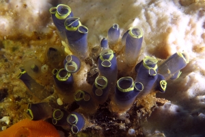 Clavelina cyclus, Didemnum cf. Didemnum granulatum