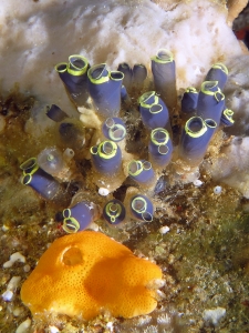 Clavelina cyclus, Didemnum cf. Didemnum granulatum