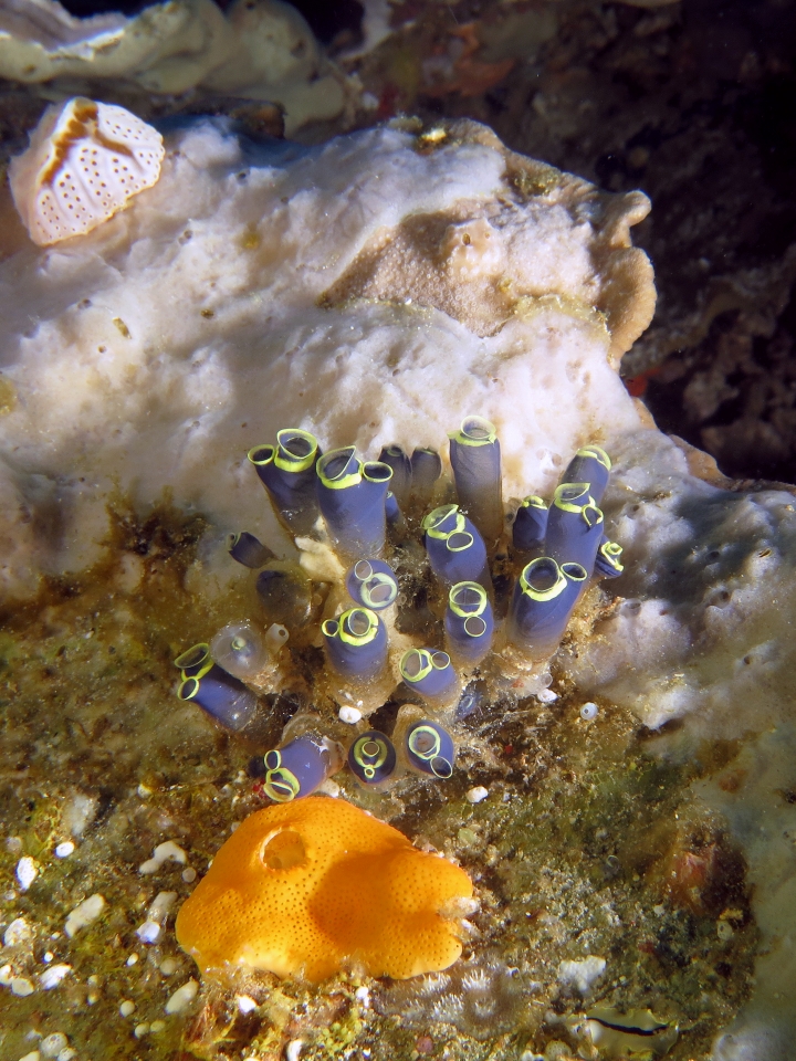 Clavelina cyclus, Didemnum cf. Didemnum granulatum