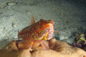 Synodus variegatus