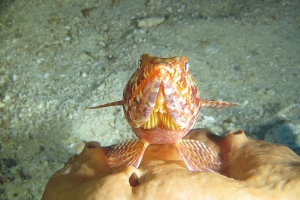 Synodus variegatus