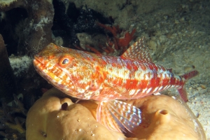 Synodus variegatus