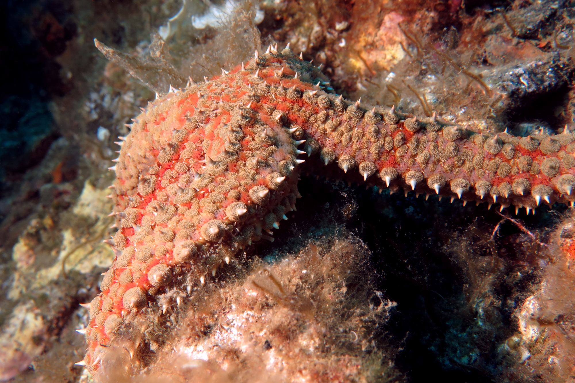 Coscinasterias tenuispina