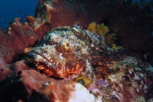 Scorpaenopsis oxycephala ou Scorpaenopsis venosa