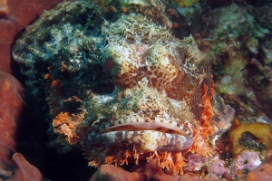 Scorpaenopsis oxycephala ou Scorpaenopsis venosa