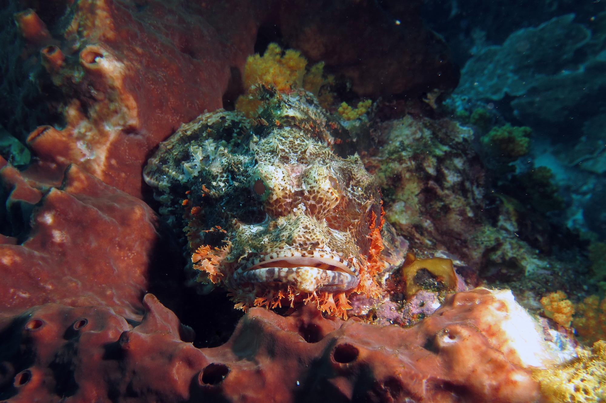 Scorpaenopsis oxycephala ou Scorpaenopsis venosa