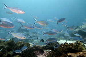 Caesio caerulaurea, Pterocaesio tessellata