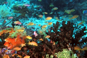 Pseudanthias huchtii, Tubastraea micranthus