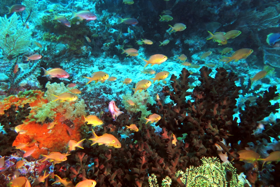 Pseudanthias huchtii, Tubastraea micranthus