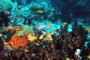 Pseudanthias huchtii, Tubastraea micranthus