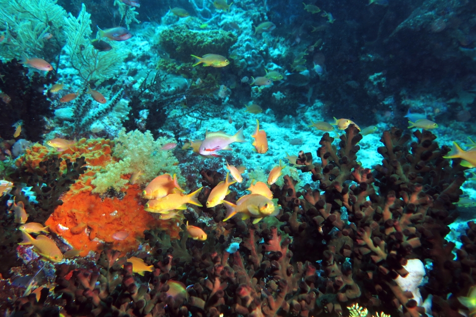 Pseudanthias huchtii, Tubastraea micranthus