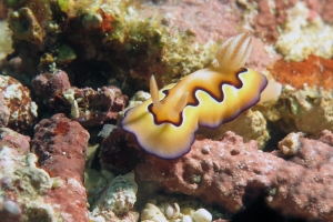 Goniobranchus coi
