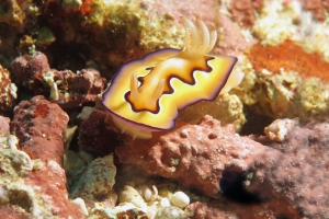 Goniobranchus coi
