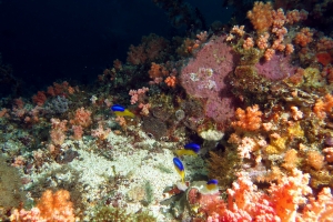 Pomacentrus auriventris