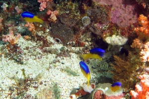 Pomacentrus auriventris