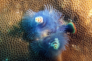 Spirobranchus giganteus
