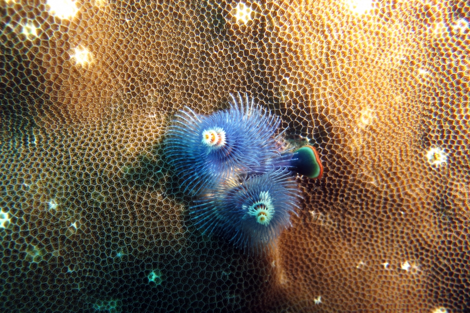 Spirobranchus giganteus