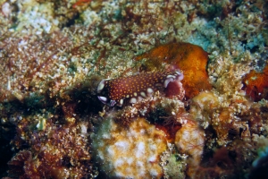 Pseudoceros lindae