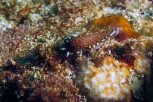 Pseudoceros lindae