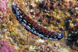 Pseudoceros lindae