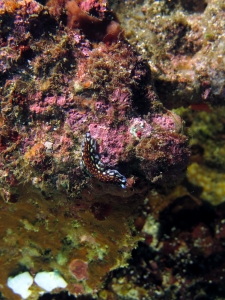 Pseudoceros lindae