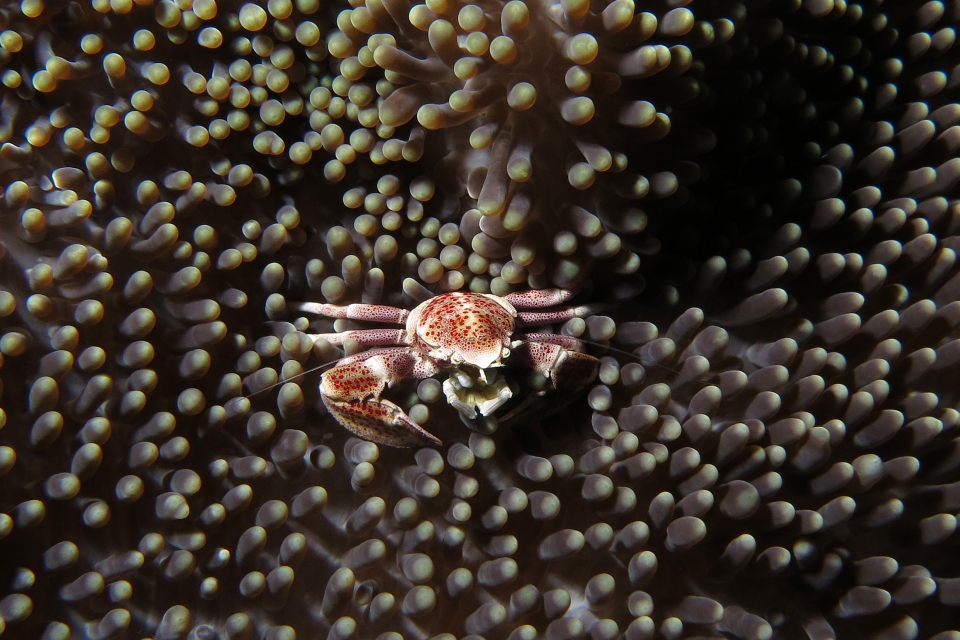Neopetrolisthes maculatus, Stichodactyla mertensii