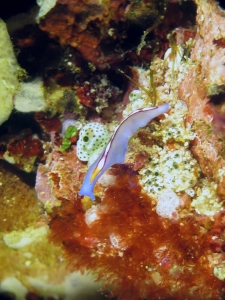 Pseudoceros bifurcus
