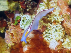Pseudoceros bifurcus