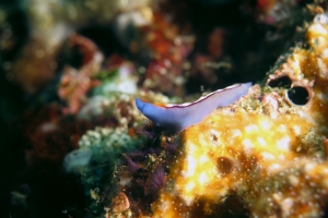 Pseudoceros bifurcus