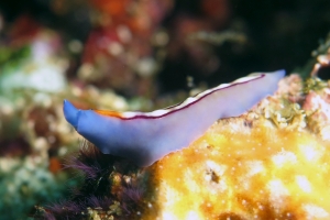 Pseudoceros bifurcus