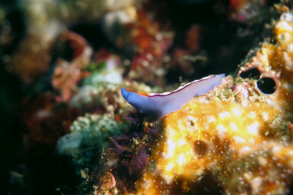 Pseudoceros bifurcus