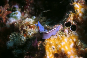 Pseudoceros bifurcus, Gastrochaena cuneiformis
