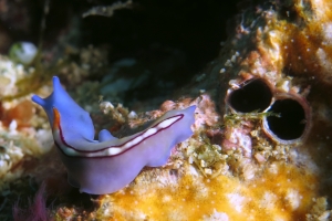 Pseudoceros bifurcus, Gastrochaena cuneiformis